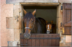 Horse riding stay in Auvergne with Castle accommodation - Ride in France